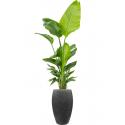 Plant in Pot Strelitzia Nicolai 210 cm kamerplant in Baq Raindrop Anthracite 37 cm bloempot