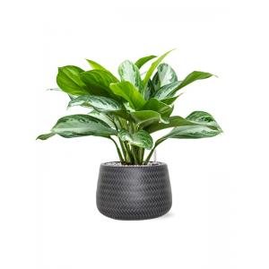 Plant in Pot Aglaonema Silver Bay 45 cm kamerplant in Baq Angle Anthracite 24 cm bloempot