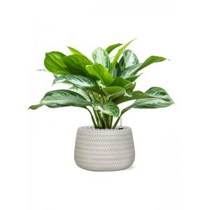 Plant in Pot Aglaonema Silver Bay 45 cm kamerplant in Baq Angle White 24 cm bloempot