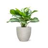 Plant in Pot Aglaonema Silver Bay 55 cm kamerplant in Baq Angle White 24 cm bloempot