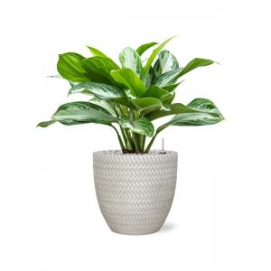 Plant in Pot Aglaonema Silver Bay 55 cm kamerplant in Baq Angle White 24 cm bloempot