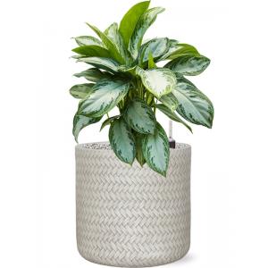 Plant in Pot Aglaonema Silver Bay 65 cm kamerplant in Baq Angle White 30 cm bloempot