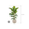 Plant in Pot Ficus Benghalensis Roy 110 cm kamerplant in Baq Raindrop 30 cm bloempot