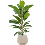 Plant in Pot Ficus Benghalensis Roy 110 cm kamerplant in Baq Raindrop 30 cm bloempot