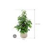 Plant in Pot Ficus Benjamina Danielle 105 cm kamerplant in Baq Raindrop 30 cm bloempot