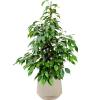 Plant in Pot Ficus Benjamina Danielle 105 cm kamerplant in Baq Raindrop 30 cm bloempot