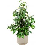 Plant in Pot Ficus Benjamina Danielle 105 cm kamerplant in Baq Raindrop 30 cm bloempot