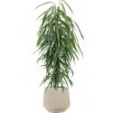 Plant in Pot Ficus Binnendijkii Alii 110 cm kamerplant in Baq Raindrop 30 cm bloempot