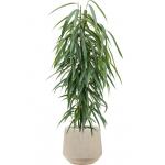 Plant in Pot Ficus Binnendijkii Alii 110 cm kamerplant in Baq Raindrop 30 cm bloempot