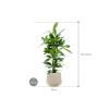 Plant in Pot Ficus Cyathistipula 110 cm kamerplant in Baq Raindrop 30 cm bloempot