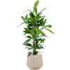 Plant in Pot Ficus Cyathistipula 110 cm kamerplant in Baq Raindrop 30 cm bloempot