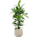 Plant in Pot Ficus Cyathistipula 110 cm kamerplant in Baq Raindrop 30 cm bloempot