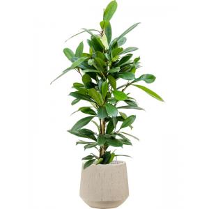 Plant in Pot Ficus Cyathistipula 110 cm kamerplant in Baq Raindrop 30 cm bloempot