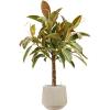 Plant in Pot Ficus Elastica Melany 115 cm kamerplant in Baq Raindrop 30 cm bloempot