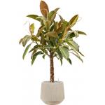 Plant in Pot Ficus Elastica Melany 115 cm kamerplant in Baq Raindrop 30 cm bloempot