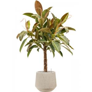 Plant in Pot Ficus Elastica Melany 115 cm kamerplant in Baq Raindrop 30 cm bloempot