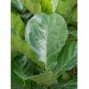 Plant in Pot Ficus Lyrata Bambino 160 cm kamerplant in Baq Raindrop 42 bloempot