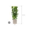 Plant in Pot Ficus Lyrata Bambino 160 cm kamerplant in Baq Raindrop 42 bloempot