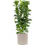 Plant in Pot Ficus Lyrata Bambino 160 cm kamerplant in Baq Raindrop 42 bloempot