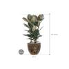 Plant in Pot Ficus Elastica Abidjan 110 cm kamerplant in Baq Lava Relic Black 36 cm bloempot