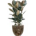 Plant in Pot Ficus Elastica Abidjan 110 cm kamerplant in Baq Lava Relic Black 36 cm bloempot