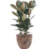 Plant in Pot Ficus Elastica Abidjan 110 cm kamerplant in Baq Lava Relic Pink 36 cm bloempot