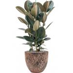 Plant in Pot Ficus Elastica Abidjan 110 cm kamerplant in Baq Lava Relic Pink 36 cm bloempot