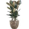 Plant in Pot Ficus Elastica Abidjan 110 cm kamerplant in Baq Lava Relic Rust Metal 36 cm bloempot