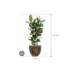 Plant in Pot Ficus Elastica Robusta 125 cm kamerplant in Baq Lava Relic Black 36 cm bloempot