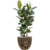 Plant in Pot Ficus Elastica Robusta 125 cm kamerplant in Baq Lava Relic Black 36 cm bloempot