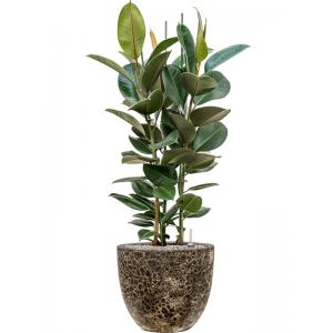 Plant in Pot Ficus Elastica Robusta 125 cm kamerplant in Baq Lava Relic Black 36 cm bloempot