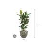 Plant in Pot Ficus Elastica Robusta 125 cm kamerplant in Baq Lava Relic Jade 36 cm bloempot