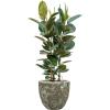 Plant in Pot Ficus Elastica Robusta 125 cm kamerplant in Baq Lava Relic Jade 36 cm bloempot