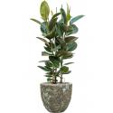 Plant in Pot Ficus Elastica Robusta 125 cm kamerplant in Baq Lava Relic Jade 36 cm bloempot