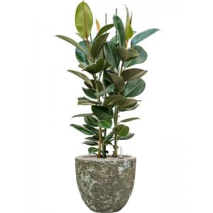 Plant in Pot Ficus Elastica Robusta 125 cm kamerplant in Baq Lava Relic Jade 36 cm bloempot