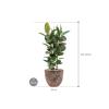 Plant in Pot Ficus Elastica Robusta 125 cm kamerplant in Baq Lava Relic Pink 36 cm bloempot