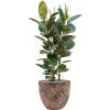 Plant in Pot Ficus Elastica Robusta 125 cm kamerplant in Baq Lava Relic Pink 36 cm bloempot