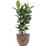 Plant in Pot Ficus Elastica Robusta 125 cm kamerplant in Baq Lava Relic Pink 36 cm bloempot