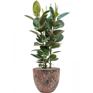 Plant in Pot Ficus Elastica Robusta 125 cm kamerplant in Baq Lava Relic Pink 36 cm bloempot