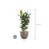 Plant in Pot Ficus Elastica Robusta 125 cm kamerplant in Baq Lava Relic Rust Metal 36 cm bloempot