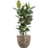 Plant in Pot Ficus Elastica Robusta 125 cm kamerplant in Baq Lava Relic Rust Metal 36 cm bloempot