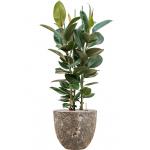 Plant in Pot Ficus Elastica Robusta 125 cm kamerplant in Baq Lava Relic Rust Metal 36 cm bloempot