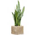 Plant in Pot Sansevieria Zeylanica 70 cm kamerplant in Baq Lava Relic Beige 22x22 cm bloempot