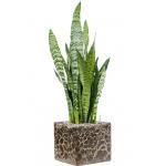 Plant in Pot Sansevieria Zeylanica 70 cm kamerplant in Baq Lava Relic Black 22x22 cm bloempot