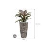 Plant in Pot Philodendron Imperial Red 115 cm kamerplant in Baq Lava Relic Black 35 cm bloempot