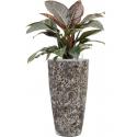 Plant in Pot Philodendron Imperial Red 115 cm kamerplant in Baq Lava Relic Black 35 cm bloempot