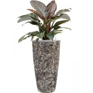 Plant in Pot Philodendron Imperial Red 115 cm kamerplant in Baq Lava Relic Black 35 cm bloempot