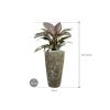 Plant in Pot Philodendron Imperial Red 115 cm kamerplant in Baq Lava Relic Jade 35 cm bloempot