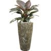 Plant in Pot Philodendron Imperial Red 115 cm kamerplant in Baq Lava Relic Jade 35 cm bloempot