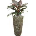 Plant in Pot Philodendron Imperial Red 115 cm kamerplant in Baq Lava Relic Jade 35 cm bloempot